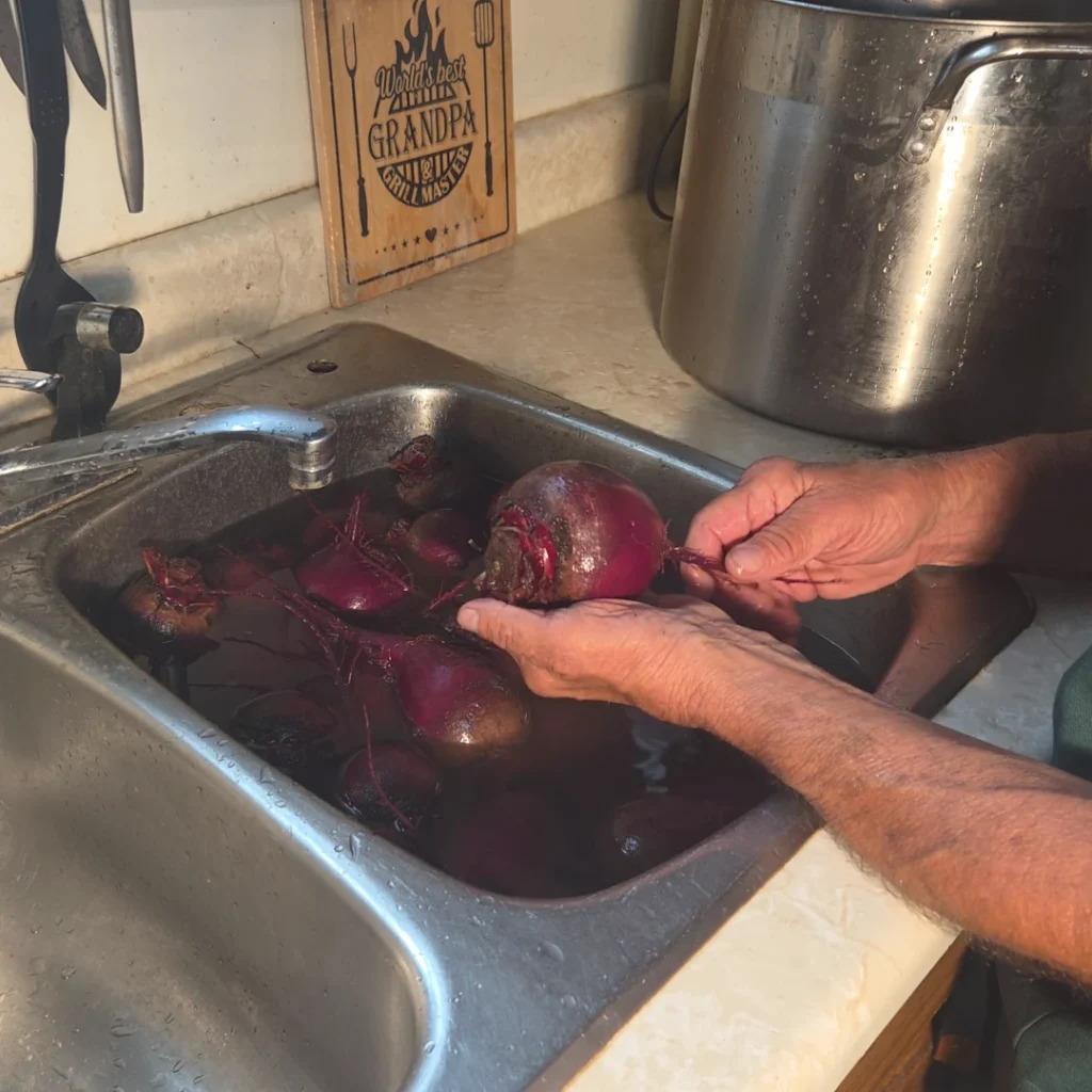 Beets with some stem and the roots on